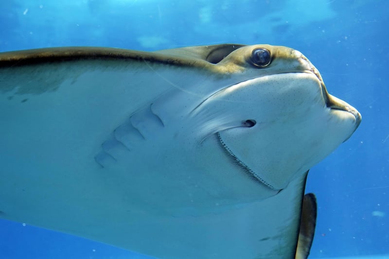 Underwater Worlds